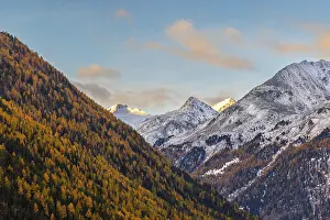 Mixed forest with larch trees (Larix) in autumn