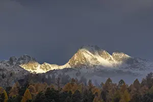 Mixed forest with larches (Larix) in autumn foliage off Piz Muragl