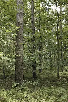 Mixed forest, Mecklenburg-Western Pomerania