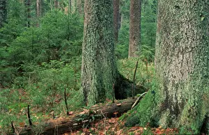 Mixed Forest, national park Bavarian Forest