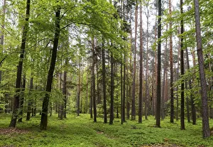 Mixed forest near Bad Waltersdorf