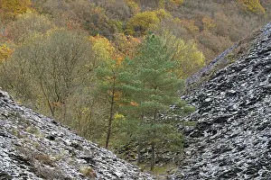 Mixed forest, pines (Pinus) and deciduous trees with autumn leaves between slate dumps