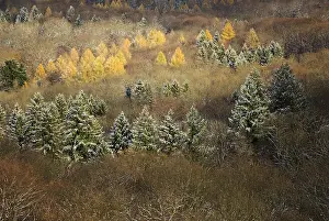 Mixed forest, Schwarzwald, Black Forest