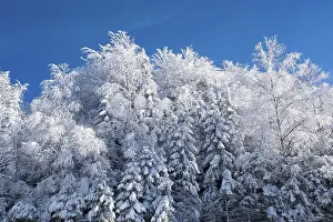 Mixed forest with snow near Neuschoenau