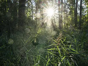 Mixed forest, spider web with cross spider (Araneus)