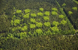 Mixed forest in spring, fresh green