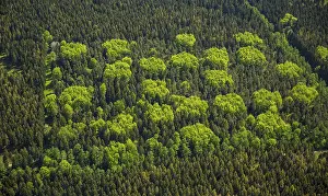 Mixed forest in spring, Hurtgenwald