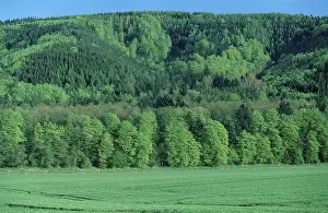 Mixed forest in spring, Lower Saxony