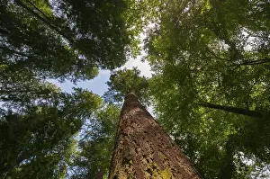 Mixed forest in summer, looking up the trunk of a pine tree to the treetops Taunus region