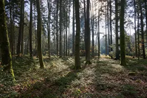 Mixed forest, sun, spring, Wallduern