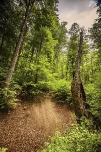 Mixed forest in Thuringia above Jena