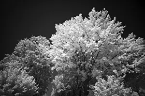 Mixed forest, trees, infrared image