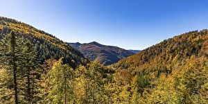 Mixed forest in the Upper Black Forest in autumn