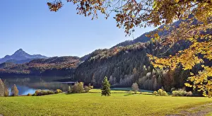 Mixed forest at the WeiBensee near Fussen