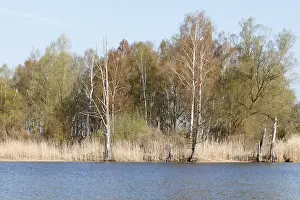 Mixed forest of willows and birches on the banks of the Peene