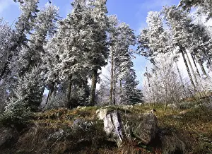 Mixed forest in winter, Nideck forest