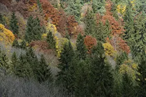 Mixed Forest, Wutach Gorge, nature reserve