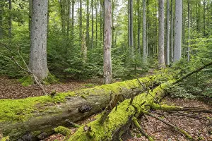 Mixed mountain forest with copper beech (Fagus sylvatica) and spruce (Picea abies)