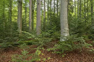 Mixed mountain forest with copper beech (Fagus sylvatica) and spruce (Picea abies)