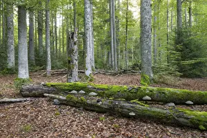 Mixed mountain forest with copper beech (Fagus sylvatica) and spruce (Picea abies)
