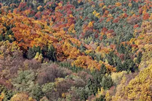Mixed woodland near Woesendorf in autumn