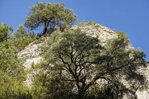 Mixture of Mediterranean and Atlantic vegetation