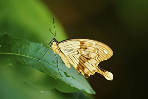 Mocker Swallowtail (Papilio dardanus) also called African Swallowtail