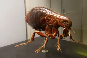 Model of a human flea (Pulex irritans)