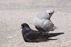 Modena Pigeon