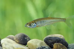 Moderlieschen (Leucaspius delineatus)