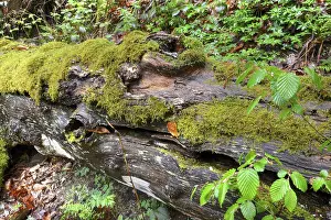 Modernizing tree trunk, tree trunk