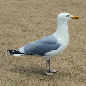 Moewe, seagull