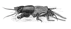 Mole cricket, historical illustration