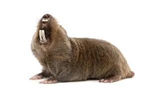 Mole, Mole-rat, Fukomys anselli