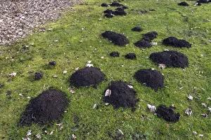 Molehills in a meadow on the shore of Lake Salzgitter