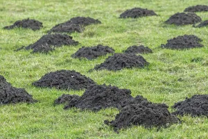 Molehills, mole mounds, mole-hills in field