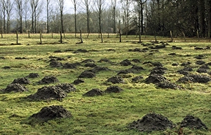 Molehills, mole mounds, molecasts by European mole (Talpa europaea) in field
