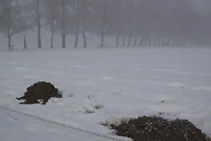 Molehills in the snow (Talpa europaea)