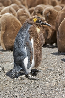 Molting King penguin (Aptenodytes patagonicus) in front of a rookery