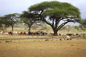 Mombasa, Kenya - January 01, 2017: A large herd of cows in Kenya