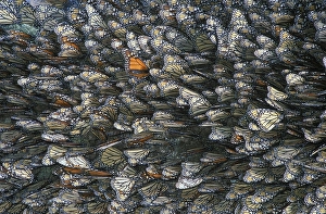 Monarch Butterflies (Danaus plexippus)