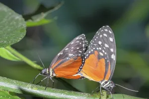 Monarch Butterflies, (heliconius hecale)