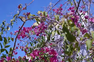 Monarch butterfly, bougainvillea
