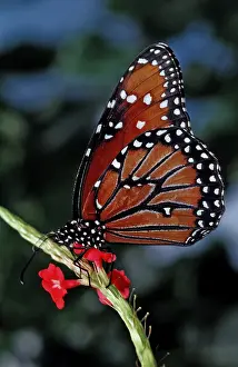 Monarch butterfly, Danaus eresimus, Brazil