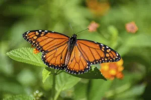 Monarch butterfly (danaus erippus)