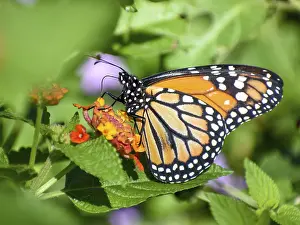 Monarch butterfly (danaus erippus)