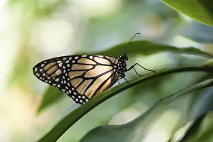 Monarch Butterfly (Danaus plexippus)