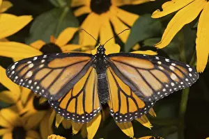 Monarch butterfly (Danaus plexippus)