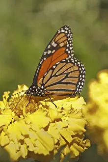 Monarch Butterfly (Danaus plexippus)