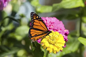 Monarch butterfly (Danaus plexippus) perched on a blossom